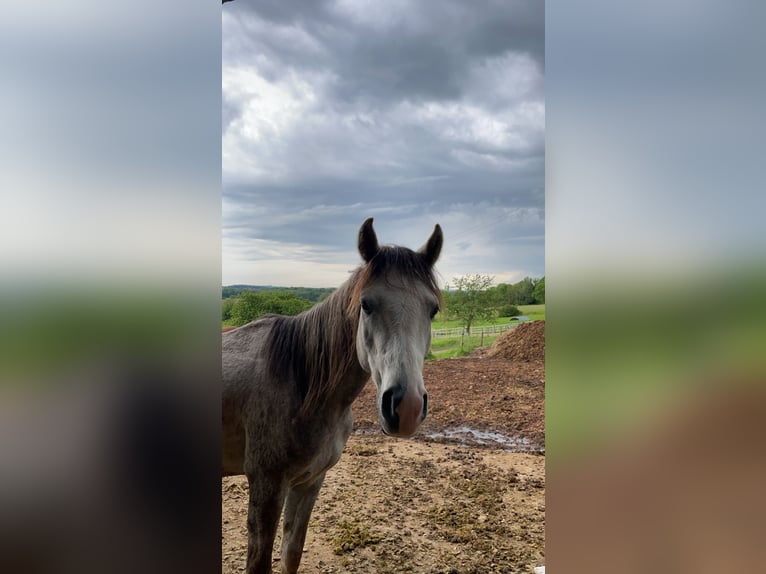 Koń półkrwi arabskiej (Arabian Partbred) Wałach 3 lat 140 cm in Rehlingen-Siersburg