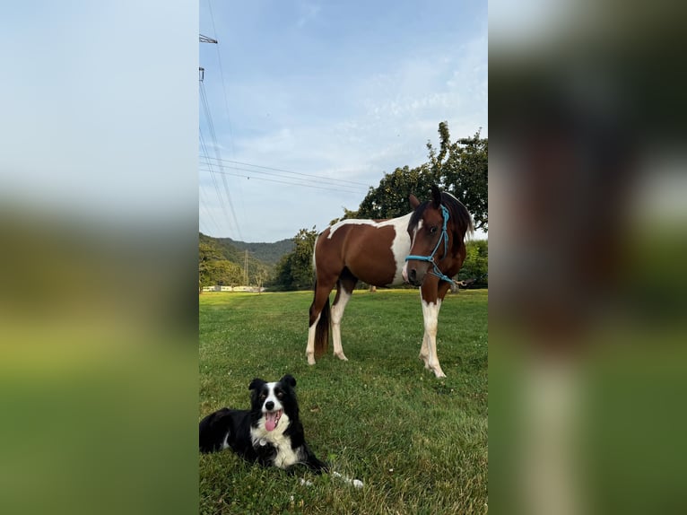 Koń półkrwi arabskiej (Arabian Partbred) Wałach 3 lat 154 cm Srokata in Steinach Baden