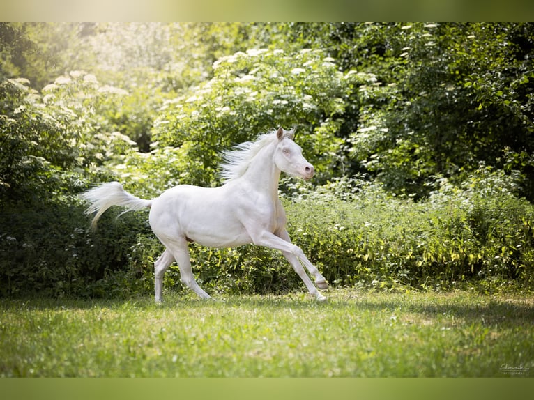 Koń półkrwi arabskiej (Arabian Partbred) Wałach 4 lat 145 cm Cremello in Augsburg