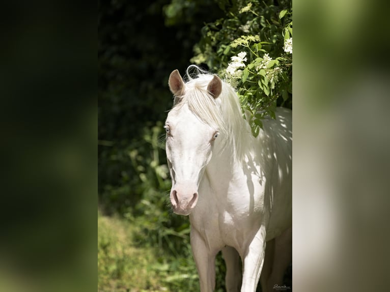 Koń półkrwi arabskiej (Arabian Partbred) Wałach 4 lat 145 cm Cremello in Augsburg