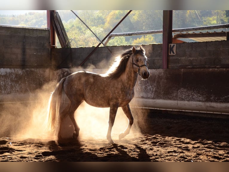 Koń półkrwi arabskiej (Arabian Partbred) Wałach 4 lat 147 cm Siwa in Belley