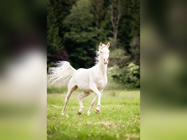 Koń półkrwi arabskiej (Arabian Partbred) Wałach 4 lat 150 cm Cremello in Pöttmes