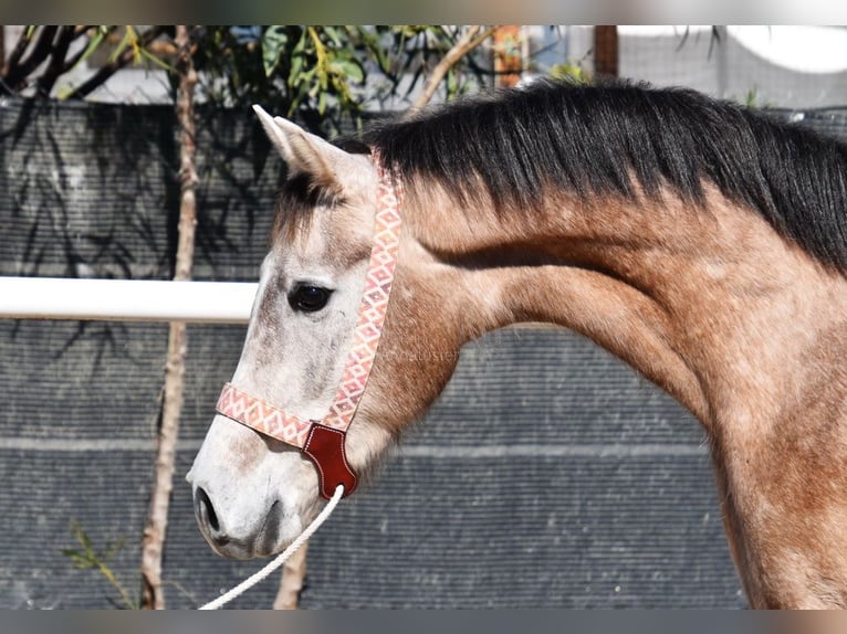 Koń półkrwi arabskiej (Arabian Partbred) Wałach 4 lat 155 cm Siwa in Provinz Malaga