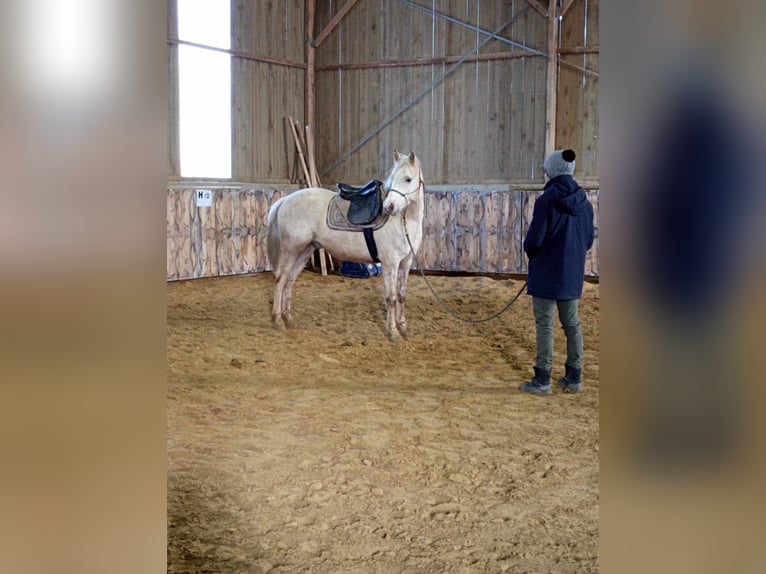 Koń półkrwi arabskiej (Arabian Partbred) Wałach 5 lat 147 cm Izabelowata in Parpeville