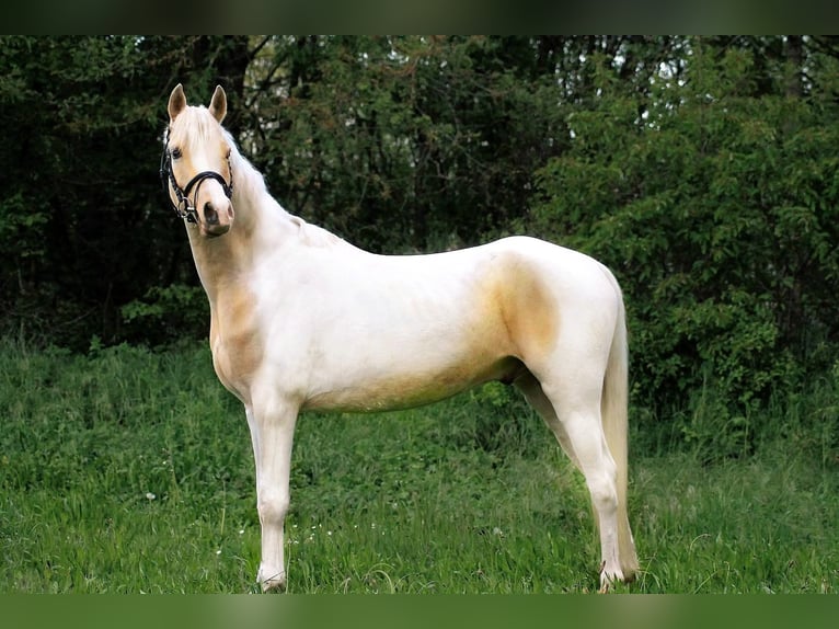 Koń półkrwi arabskiej (Arabian Partbred) Wałach 5 lat 148 cm Srokata in Viernheim