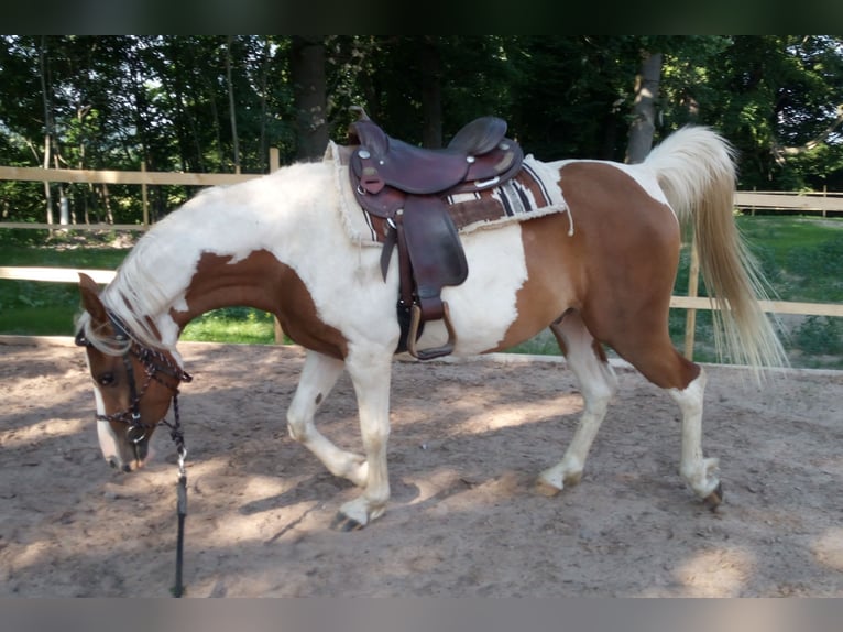 Koń półkrwi arabskiej (Arabian Partbred) Wałach 5 lat 153 cm Srokata in Nieheim