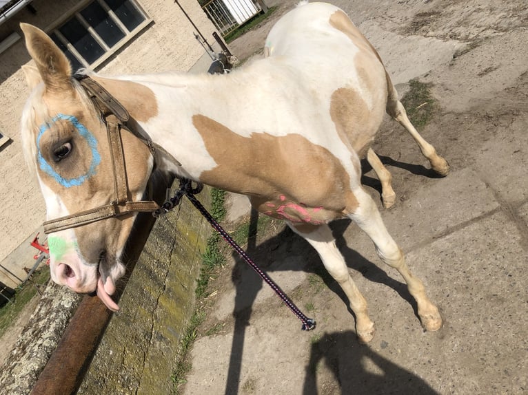 Koń półkrwi arabskiej (Arabian Partbred) Wałach 5 lat 154 cm Tobiano wszelkich maści in Schönwölkau