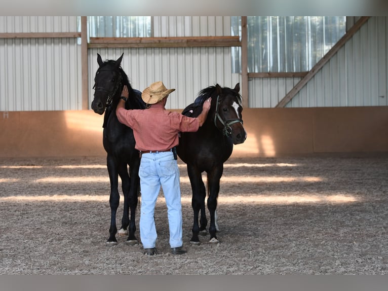 Koń półkrwi arabskiej (Arabian Partbred) Wałach 5 lat 160 cm Ciemnogniada in idar Oberstein /Hintertiefenbach