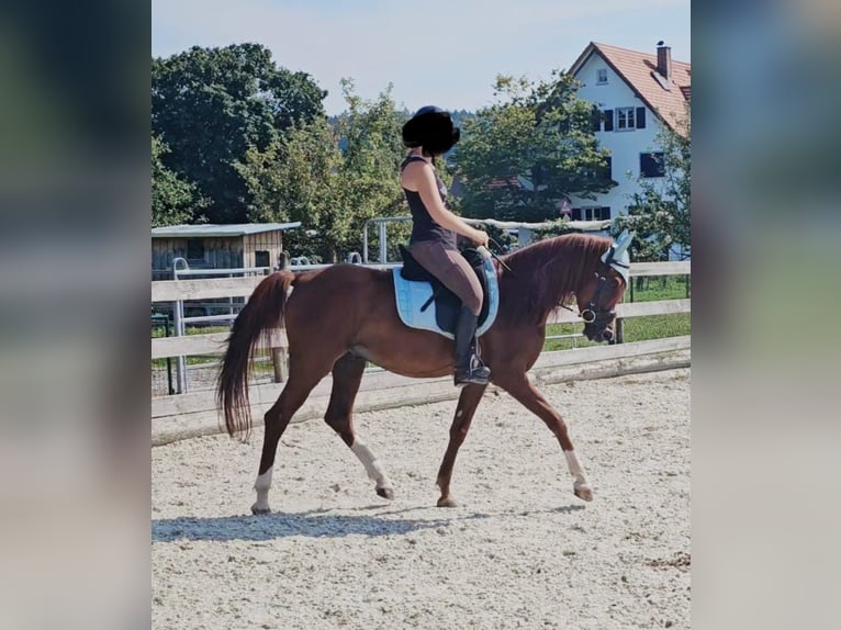 Koń półkrwi arabskiej (Arabian Partbred) Wałach 6 lat 160 cm Kasztanowata in Tettnang