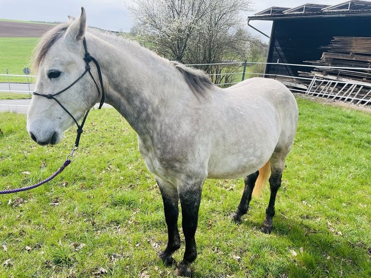 Koń półkrwi arabskiej (Arabian Partbred) Mix Wałach 7 lat 140 cm Siwa jabłkowita in Dietenhofen