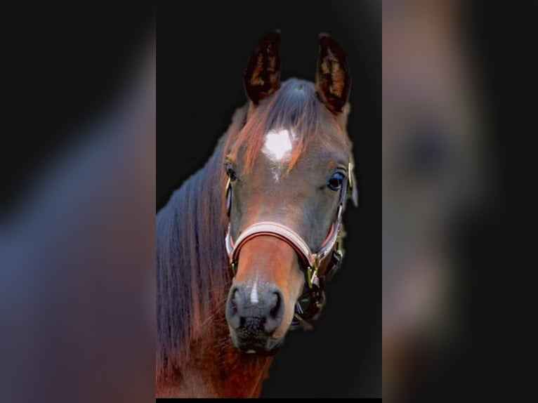 Koń półkrwi arabskiej (Arabian Partbred) Wałach 8 lat 160 cm Gniada in Gallzein