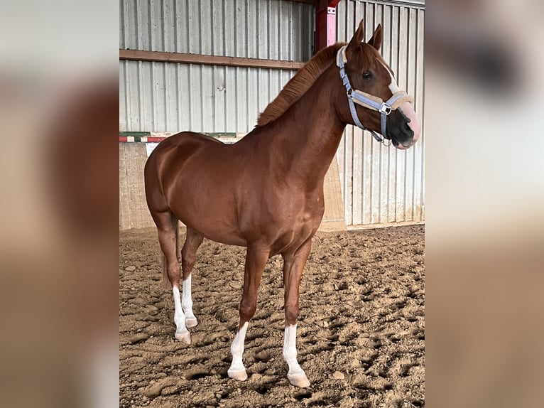 Koń półkrwi arabskiej (Arabian Partbred) Wałach 8 lat 165 cm Kasztanowata in Möhnesee