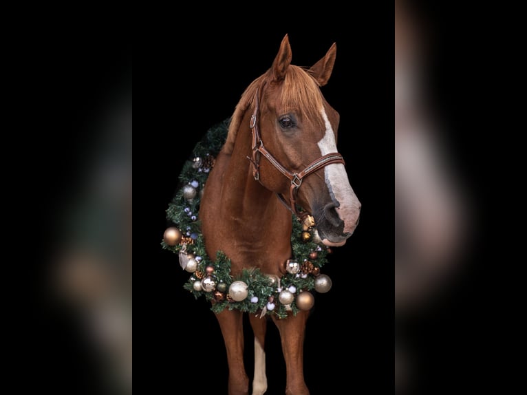 Koń półkrwi arabskiej (Arabian Partbred) Wałach 8 lat 165 cm Kasztanowata in Möhnesee