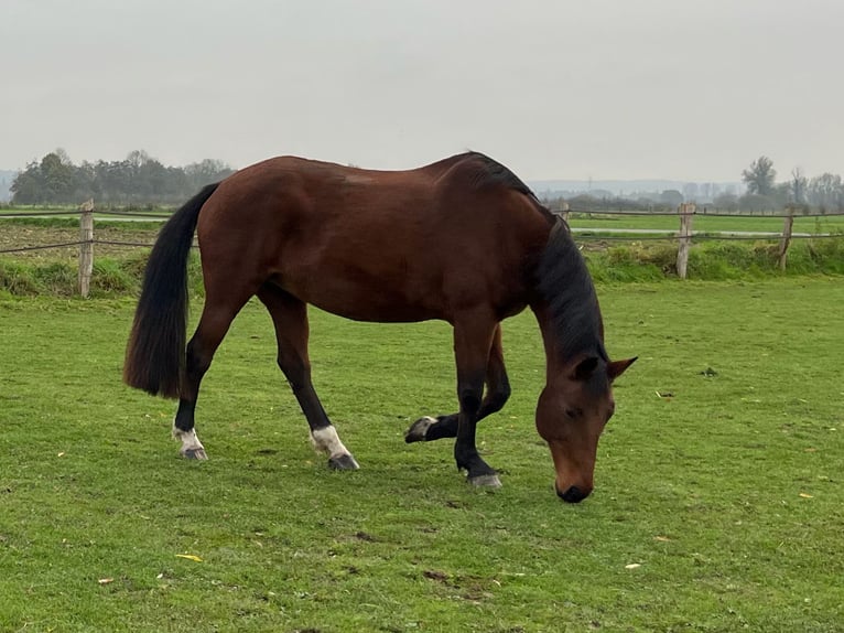 Koń reński  17 lat 166 cm Gniada in Kranenburg