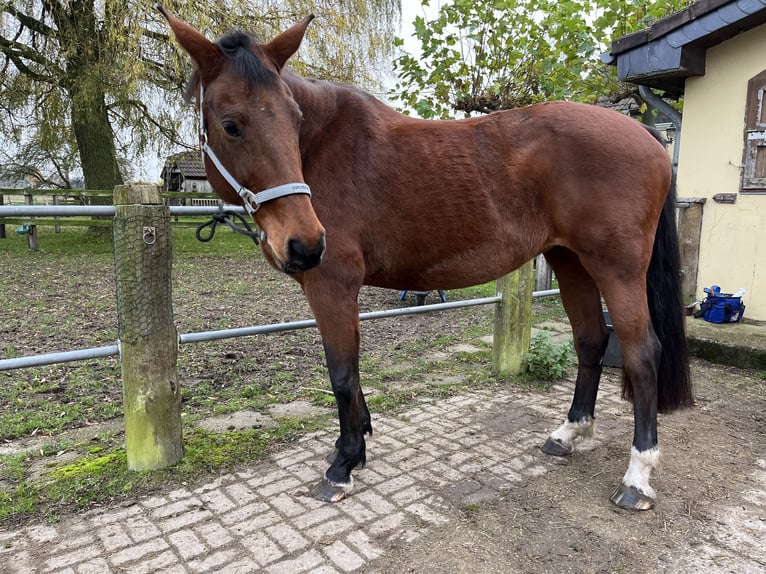 Koń reński  17 lat 166 cm Gniada in Kranenburg