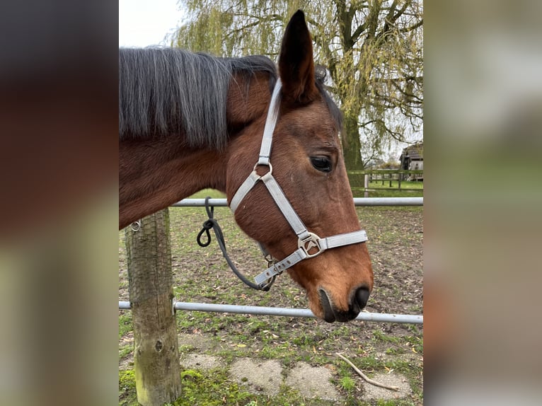 Koń reński  17 lat 166 cm Gniada in Kranenburg