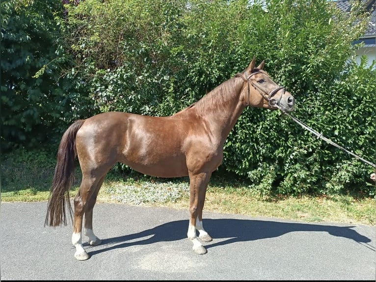 Koń reński Klacz 10 lat 164 cm Kasztanowata in Nettersheim