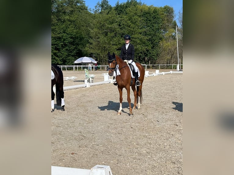 Koń reński Klacz 10 lat 166 cm Kasztanowata in Essen