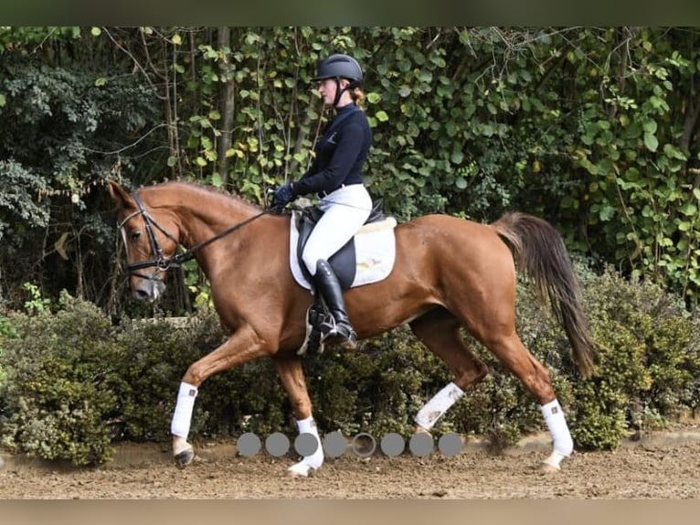 Koń reński Klacz 10 lat 166 cm Kasztanowata in Essen