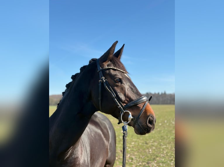 Koń reński Klacz 10 lat 167 cm Ciemnogniada in Ganderkesee