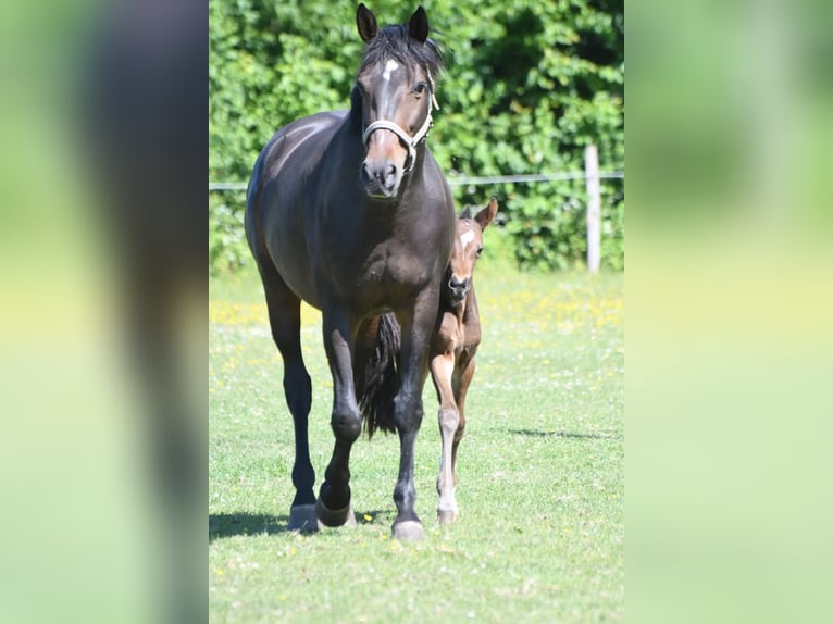 Koń reński Klacz 10 lat 168 cm Ciemnogniada in Ascheberg