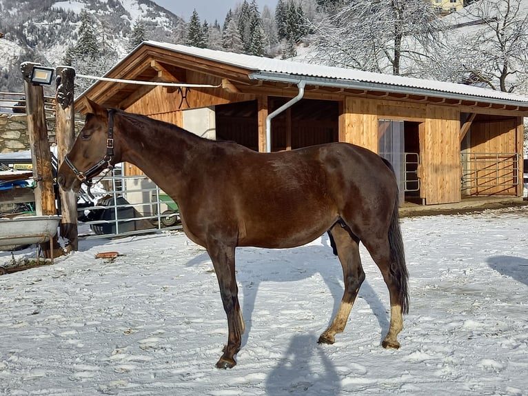 Koń reński Klacz 10 lat 168 cm Ciemnokasztanowata in Grosskirchheim