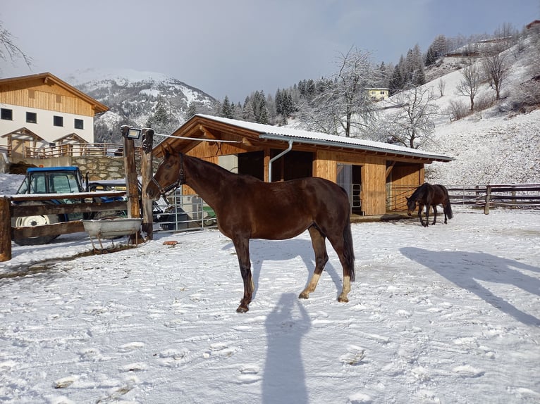 Koń reński Klacz 10 lat 168 cm Ciemnokasztanowata in Grosskirchheim