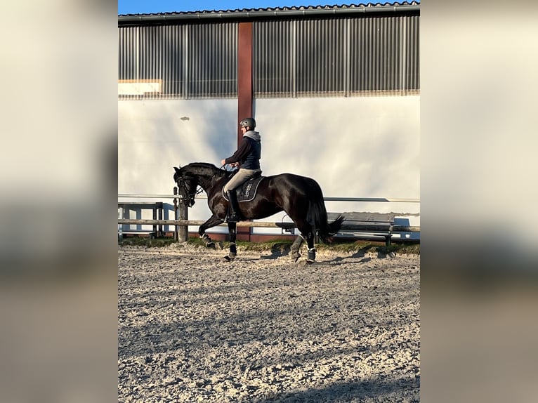 Koń reński Klacz 10 lat 168 cm Kara in Dortmund