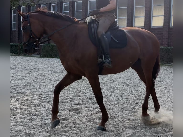 Koń reński Klacz 10 lat 173 cm Kasztanowata in M&#xFC;lheim an der Ruhr