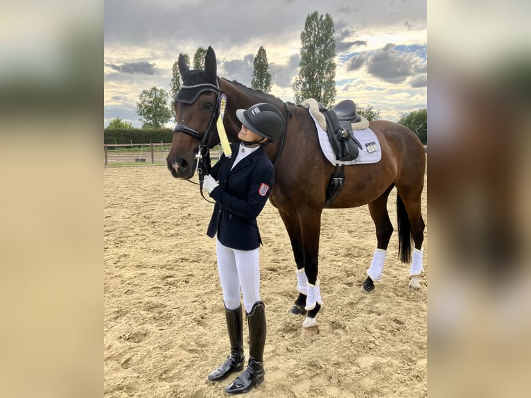 Koń reński Klacz 10 lat 176 cm Gniada in Mainz