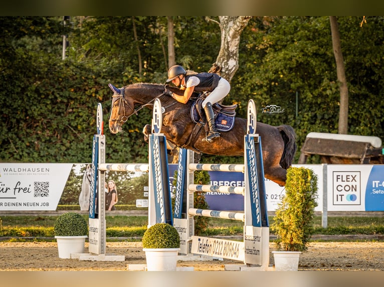 Koń reński Klacz 11 lat 168 cm Gniada in Wermelskirchen