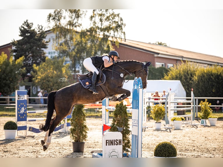 Koń reński Klacz 11 lat 168 cm Gniada in Wermelskirchen