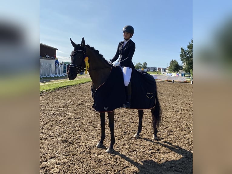 Koń reński Klacz 11 lat 168 cm Kara in Uetze