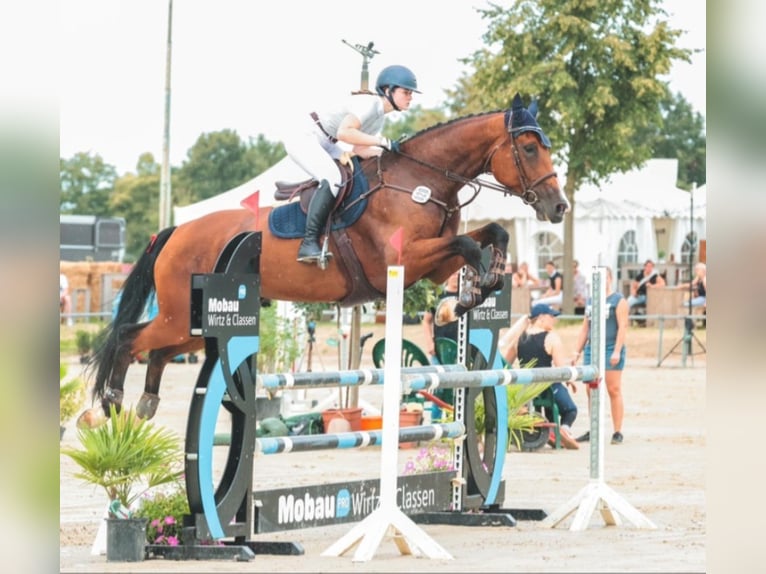 Koń reński Klacz 11 lat 172 cm Gniada in Geilenkirchen