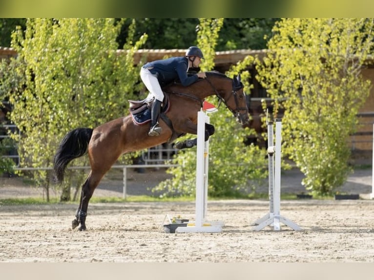 Koń reński Klacz 11 lat 172 cm Gniada in Geilenkirchen