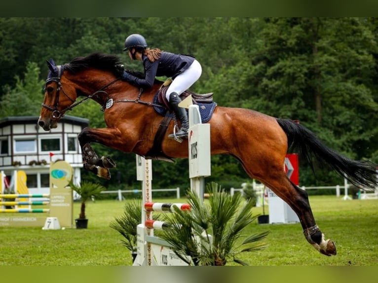 Koń reński Klacz 11 lat 172 cm Gniada in Geilenkirchen