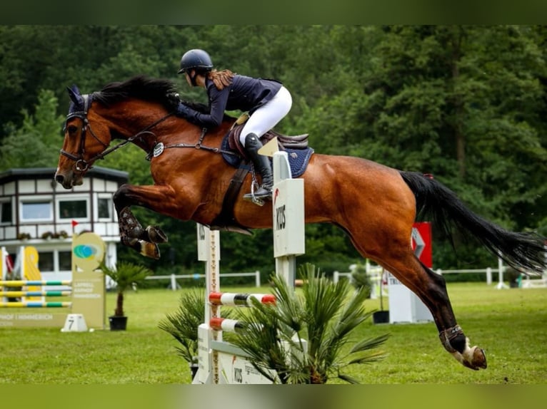 Koń reński Klacz 11 lat 172 cm Gniada in Übach-Palenberg