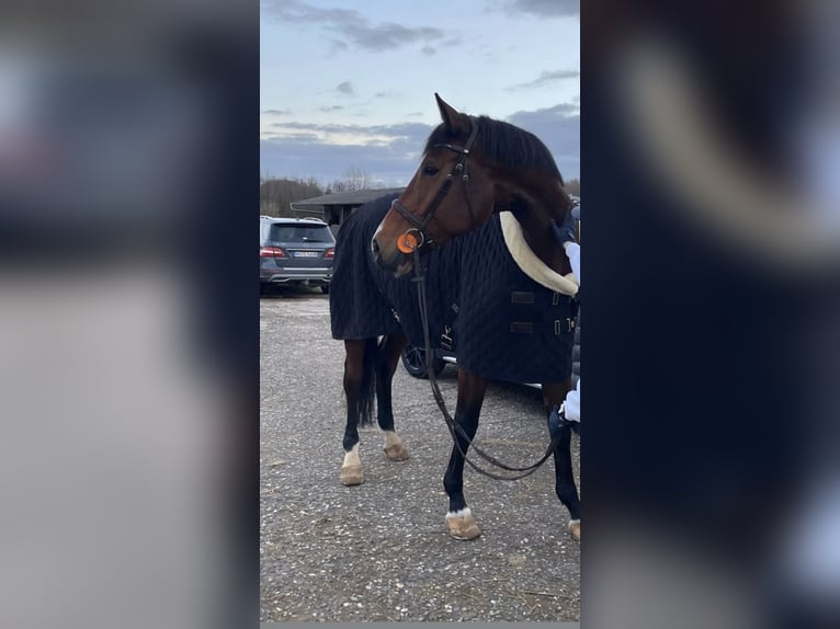 Koń reński Klacz 11 lat 172 cm Gniada in Übach-Palenberg