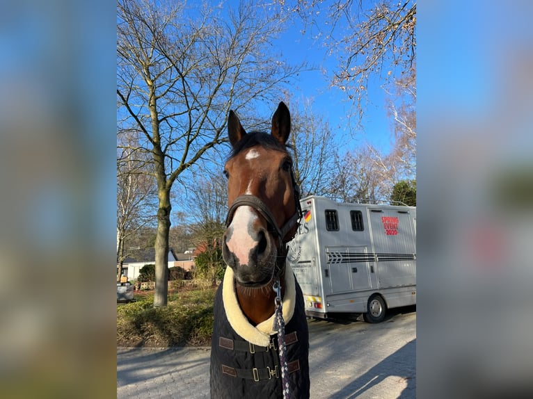 Koń reński Klacz 11 lat 172 cm Gniada in Übach-Palenberg