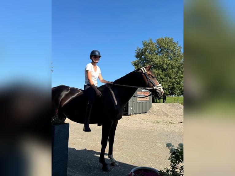 Koń reński Klacz 11 lat 175 cm Gniada in Heinsberg