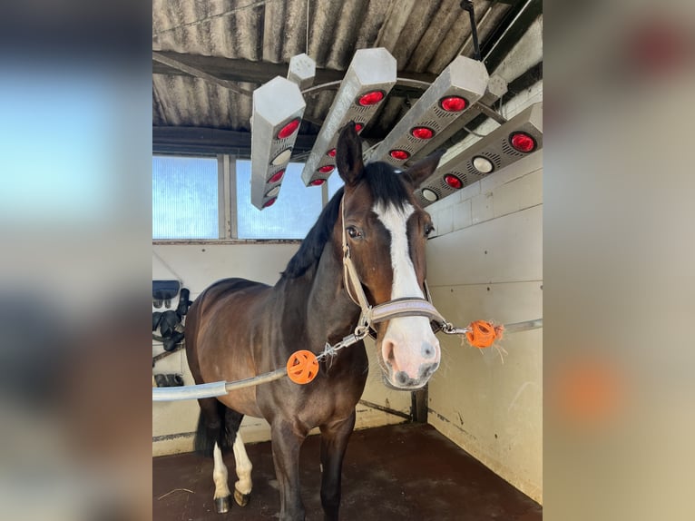 Koń reński Klacz 11 lat 175 cm Gniada in Heinsberg