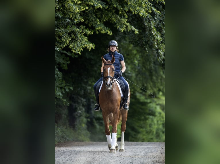 Koń reński Klacz 11 lat 176 cm Kasztanowata in Moers