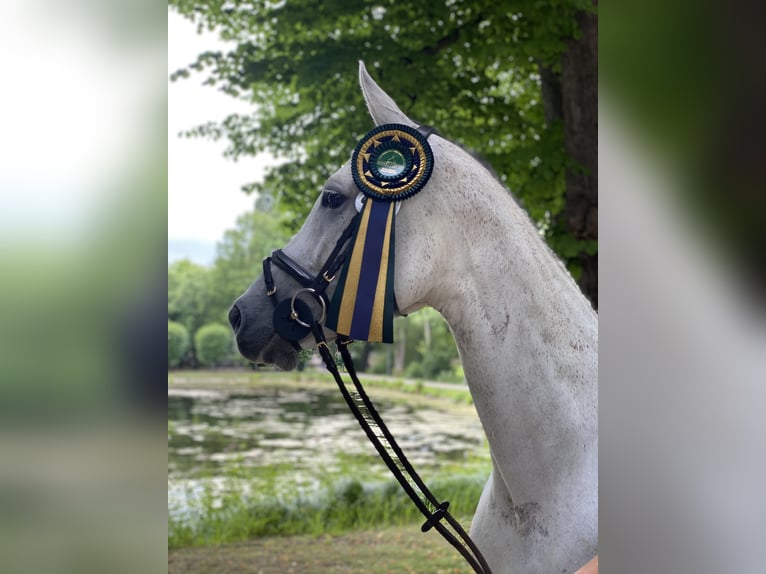 Koń reński Klacz 12 lat 165 cm Siwa in Sankt Katharinen