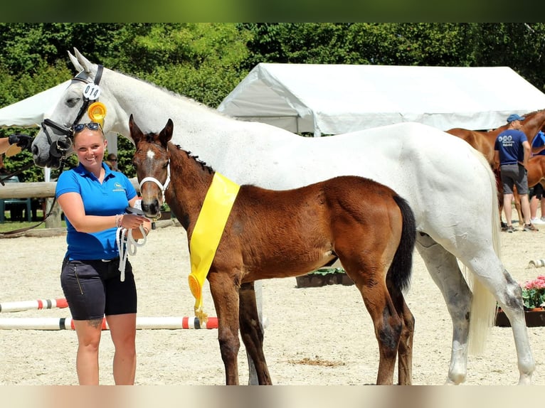 Koń reński Klacz 12 lat 165 cm Siwa in Sankt Katharinen