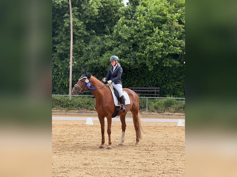 Koń reński Klacz 12 lat 168 cm Kasztanowata in Friedberg