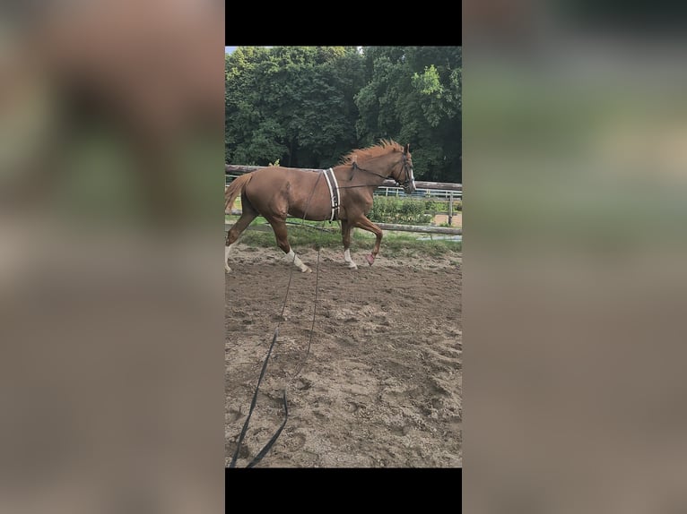 Koń reński Klacz 12 lat 169 cm Gniada in Köln, NRW