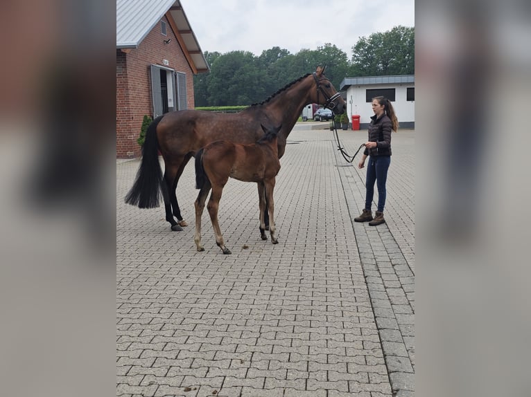 Koń reński Klacz 12 lat 172 cm Ciemnogniada in Nützen