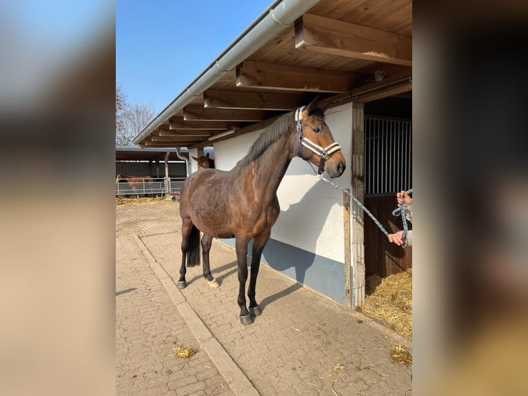 Koń reński Klacz 12 lat 172 cm Ciemnogniada in Nützen