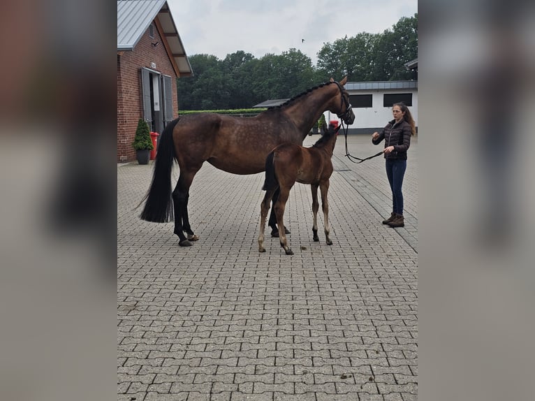 Koń reński Klacz 12 lat 172 cm Ciemnogniada in Nützen