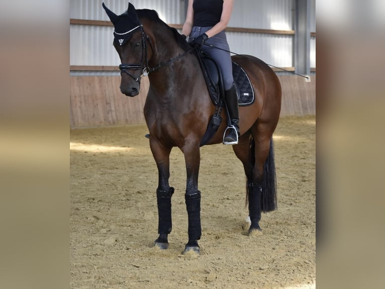 Koń reński Klacz 12 lat 172 cm Gniada in Düsseldorf